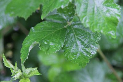 Rubus arduennensis, photographed by Olivier Argagnon