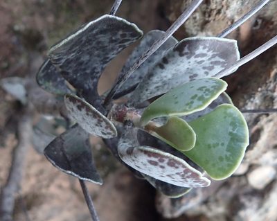 Adromischus triflorus, photographed by Nicola van Berkel