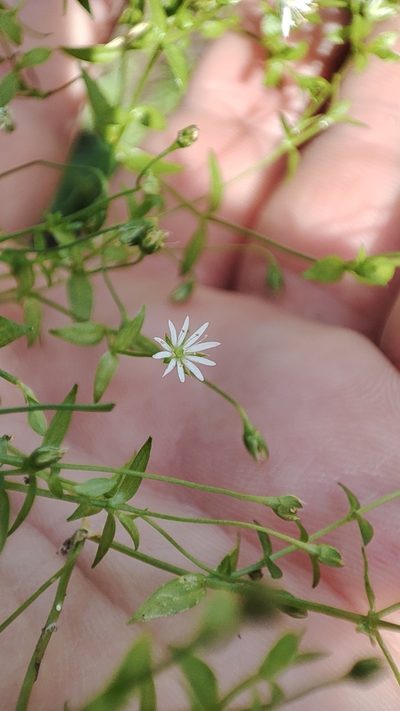 Stellaria crassifolia, photographed by Yurii Basov