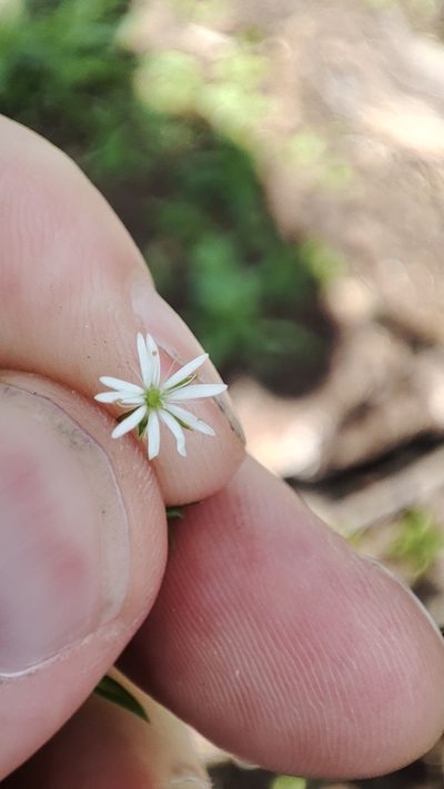 Stellaria crassifolia, photographed by Yurii Basov