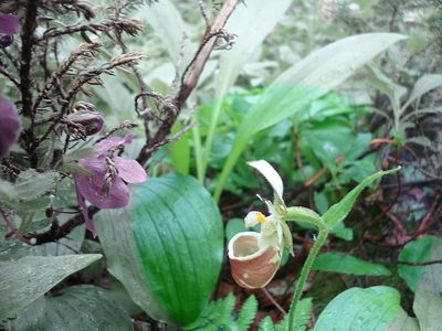 Cypripedium yatabeanum, photographed by Георгий Виноградов (Georgy Vinogradov)