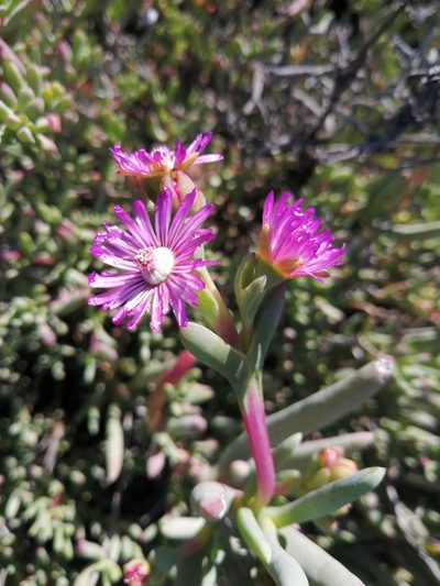 Ruschia caroli, photographed by Danie Palm