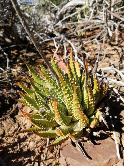 Tulista pumila, photographed by Danie Palm