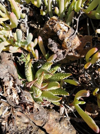 Tulista pumila, photographed by Danie Palm