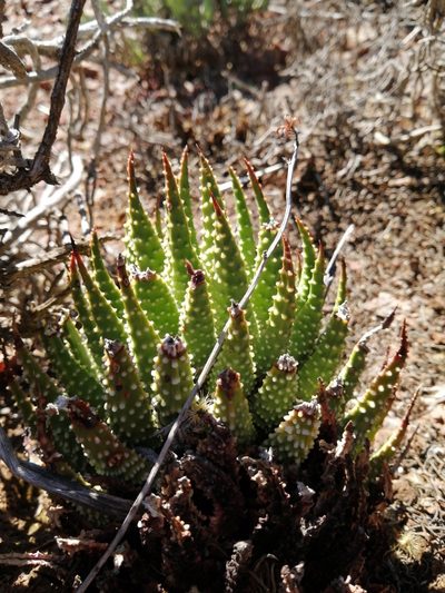 Tulista pumila, photographed by Danie Palm