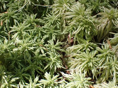 Sphagnum rubiginosum, photographed by Randal