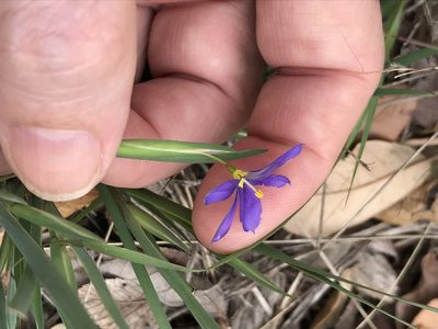 Sisyrinchium ensigerum, photographed by Laura Clark