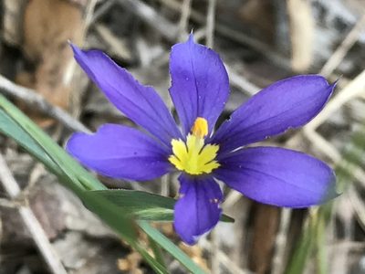 Sisyrinchium ensigerum, photographed by Laura Clark