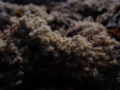 Bucklandiella heterosticha, photographed by Randal