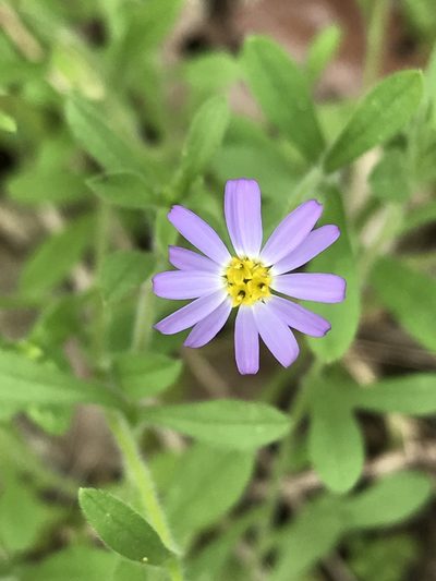 Chaetopappa bellidifolia, photographed by Laura Clark