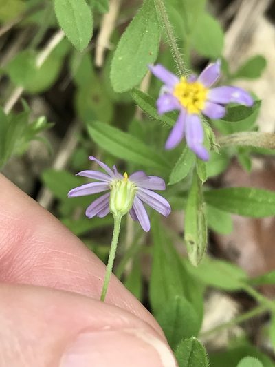 Chaetopappa bellidifolia, photographed by Laura Clark
