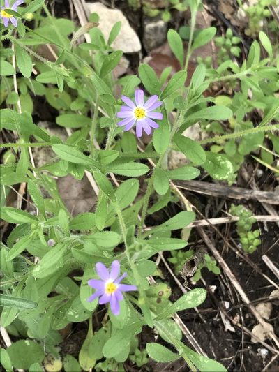 Chaetopappa bellidifolia, photographed by Laura Clark