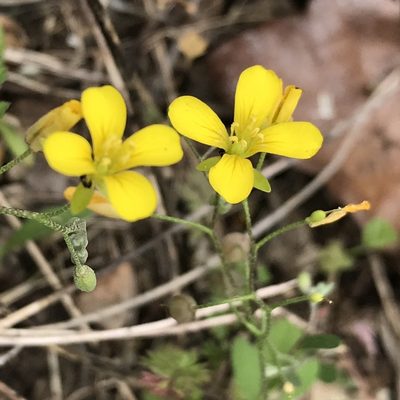 Physaria recurvata, photographed by Laura Clark