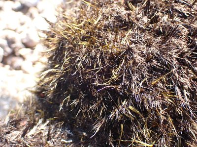Campylopus atrovirens, photographed by Randal