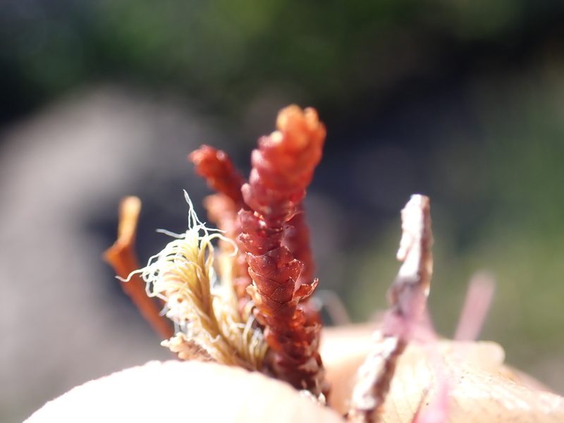 Pleurozia purpurea, photographed by Randal