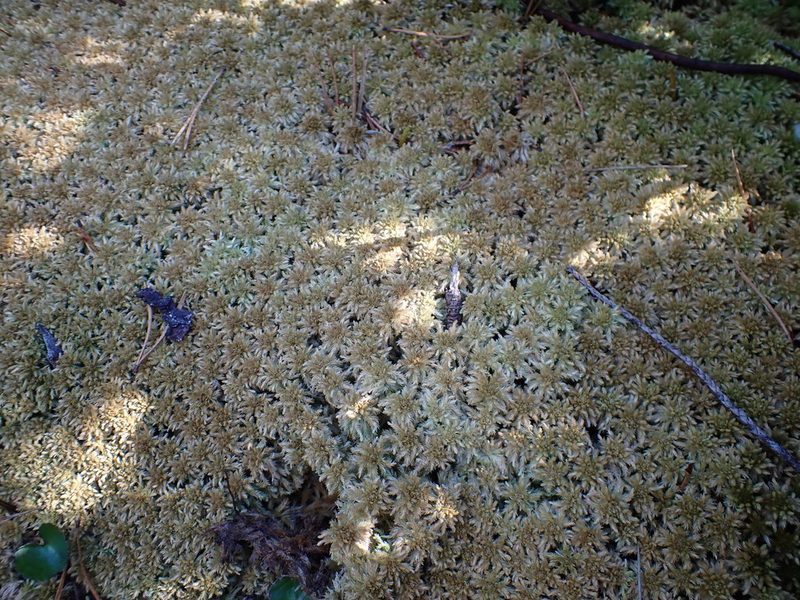 Sphagnum lindbergii, photographed by Randal