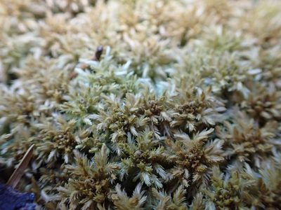 Sphagnum lindbergii, photographed by Randal