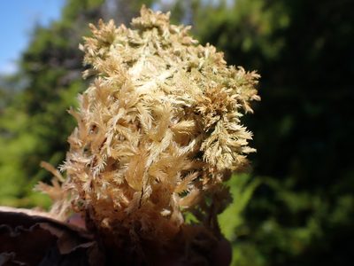 Sphagnum lindbergii, photographed by Randal
