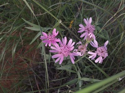 Palafoxia sphacelata, photographed by Daniel Estabrooks