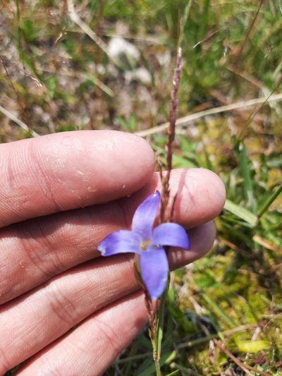 Gentianopsis simplex, photographed by average_plant_enjoyer