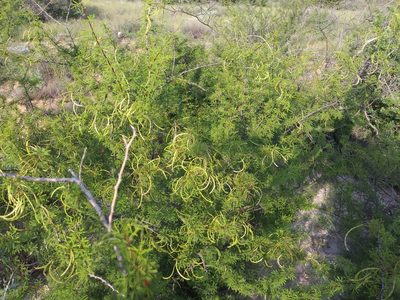 Vachellia vernicosa, photographed by Daniel Estabrooks