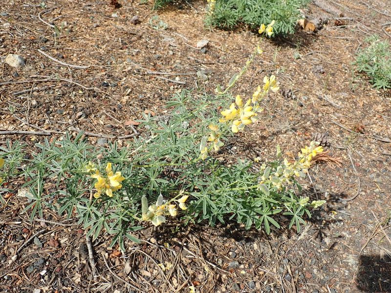 Lupinus croceus, photographed by John Brew