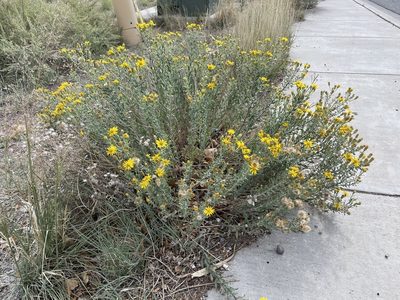 Heterotheca zionensis, photographed by Jesse Rorabaugh
