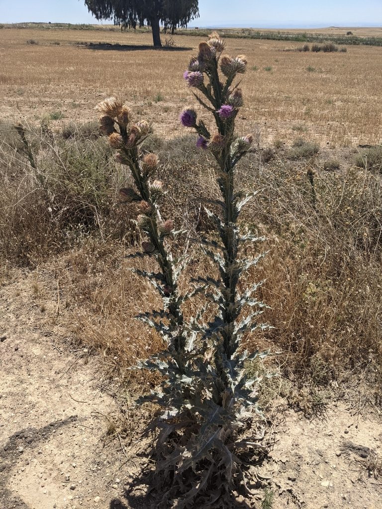 Onopordum nervosum, photographed by Mattia Menchetti