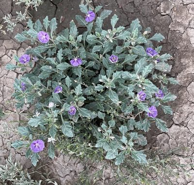 Quincula lobata, photographed by Jesse Rorabaugh