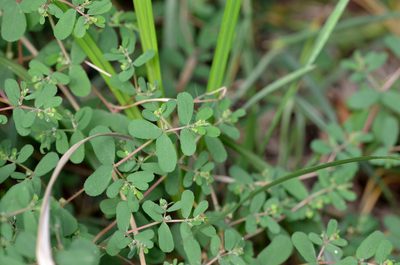 Euphorbia humifusa, photographed by Zinogre