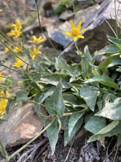 Arnica gracilis, photographed by Caleb Catto