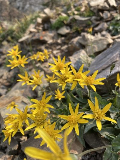 Arnica gracilis, photographed by Caleb Catto