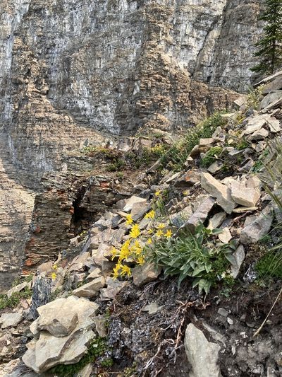 Arnica gracilis, photographed by Caleb Catto