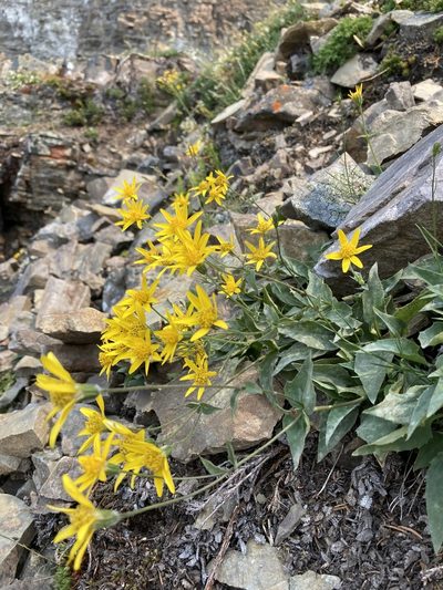 Arnica gracilis, photographed by Caleb Catto