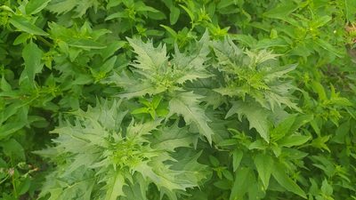 Chenopodium rubrum, photographed by snaily_naily