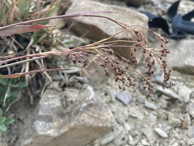 Luzula parviflora, photographed by Caleb Catto