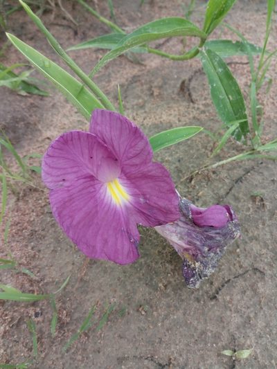 Siphonochilus aethiopicus, photographed by Chiara