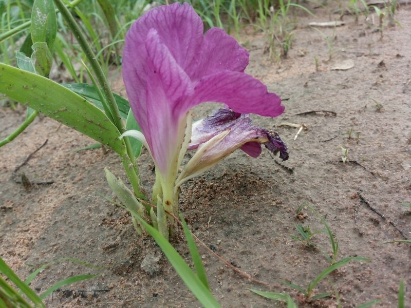 Siphonochilus aethiopicus, photographed by Chiara