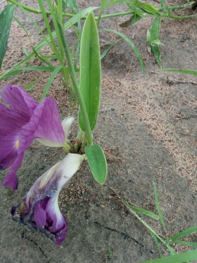 Siphonochilus aethiopicus, photographed by Chiara