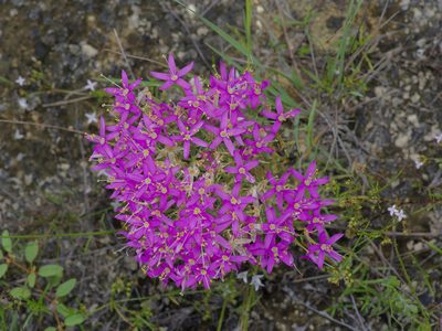 Zeltnera beyrichii, photographed by Michelle W. （鍾偉瑋）