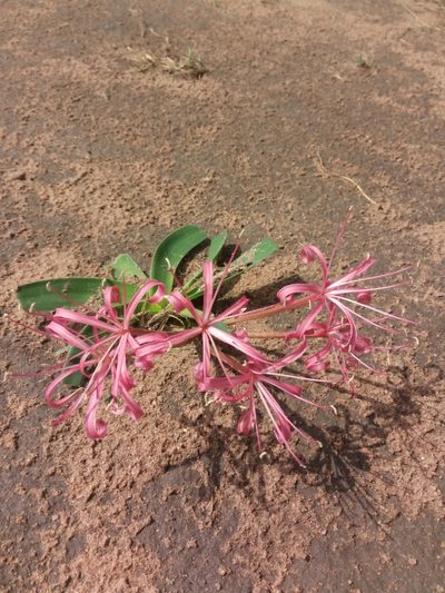Ammocharis tinneana, photographed by Chiara