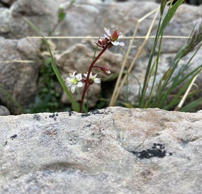 Micranthes lyallii, photographed by Caleb Catto