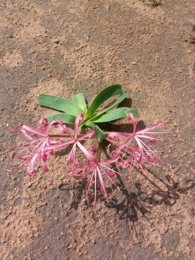 Ammocharis tinneana, photographed by Chiara