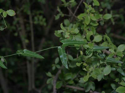 Funastrum crispum, photographed by Michelle W. （鍾偉瑋）