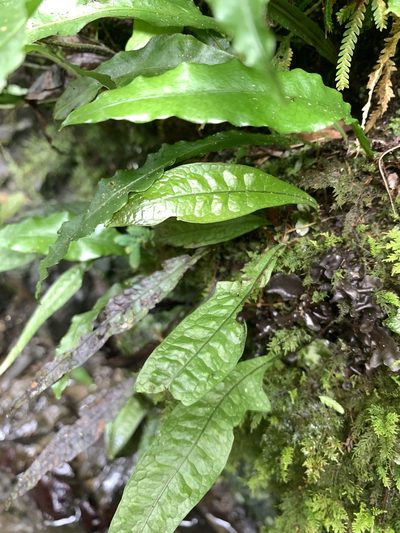 Leptochilus pteropus, photographed by 呂一起(Lyu yi-chi)