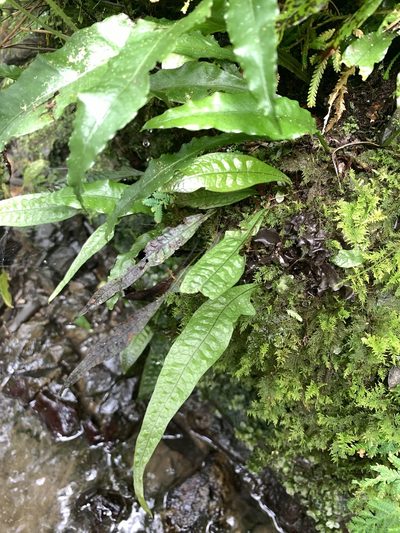 Leptochilus pteropus, photographed by 呂一起(Lyu yi-chi)