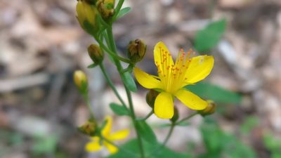 Hypericum pulchrum, photographed by David