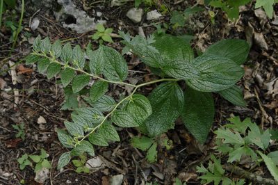 Lithospermum helleri, photographed by Eric Knight
