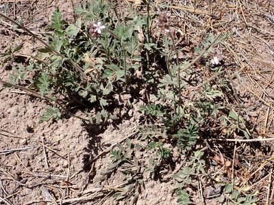 Potentilla douglasii, photographed by Steve Woodward