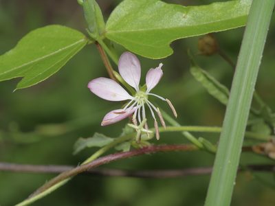 Oenothera suffulta, photographed by Michelle W. （鍾偉瑋）